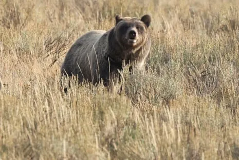 Trail Walker Attacked by Bear in Yellowstone Transported to Trauma Center