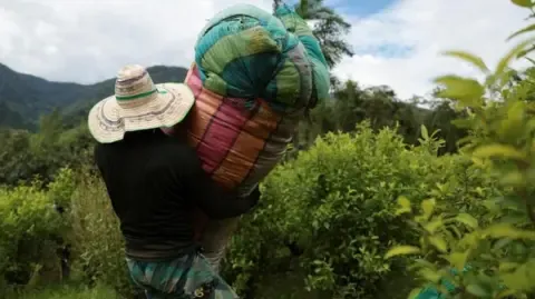 United States Designates Colombia as Failing to Cooperate in Narcotics Battle
