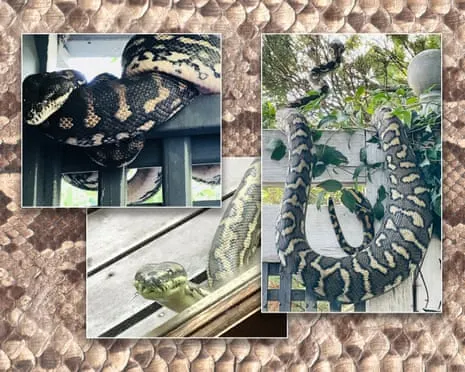Welcoming the Serpents in the Roof: An Evolution from Fear to Admiration
