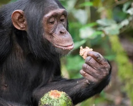 Chimpanzees Consume Everyday Alcohol Equivalent to a Lager from Ripe Figs